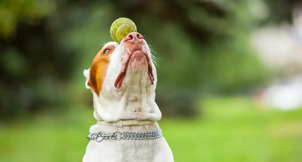 Cinco razas de perros inteligentes; pueden seguir ordenes y adaptarse con facilidad